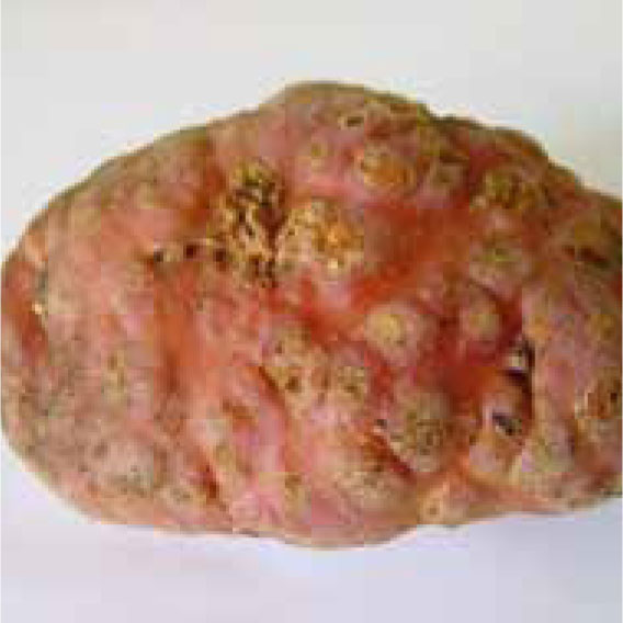 Gallenbildende Nematoden im Kartoffel- und Gemüsebau - befallene Kartoffel