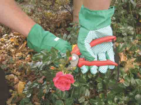 Handschuhe für den Garten