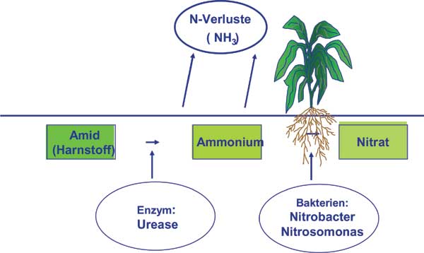 Der Weg vom Harnstoff zum Nitrat