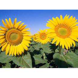 Sonnenblumen - die preiswerte Zwischenfrucht und Wildsung
