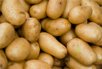 Saatgut fr reiche Kartoffelernten