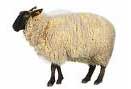 Futtermittelsortiment fr Lmmer und Schafe
